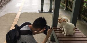 平溪のかわいい猫の兄弟：シュンコウの十分と平溪の旅